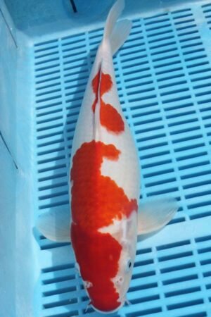 5875 Kohaku 12to14in £190