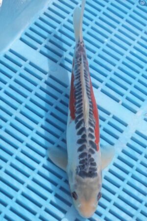 5877 Shusui  10to12in £170