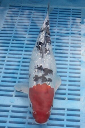 5881 Gin Rin Sanke 10to12in £170