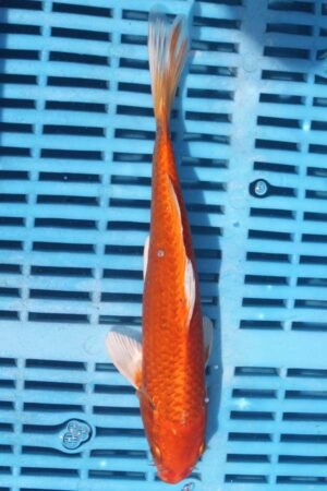 5895 Orenji Ogon 7to8in £55