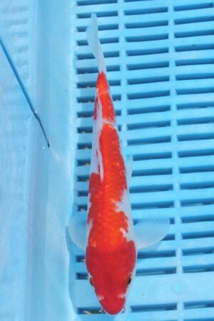 5897 Kohaku 7to8in £55