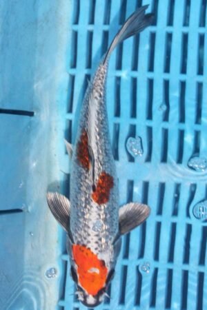 5904 Gin Rin Kujaku 7to8in £55