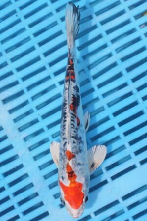 5915 Doitsu Yamatonishki 7to8in £55
