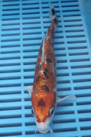 5940 Yamatonishki 7to8in £55