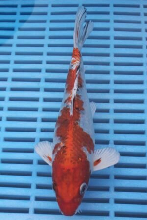 5941 Gin Rin Kujaku 7to8in £55