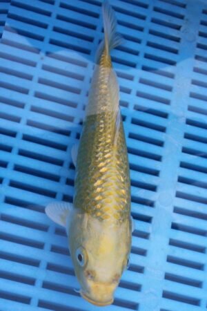 5945 Gin Rin Yambuki 7to8in £55