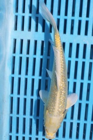 5962 Gin Rin Yambuki 7to8in £55