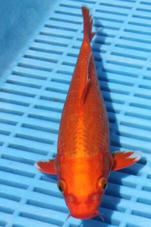 5982 Orenji Ogon 7to8in £55