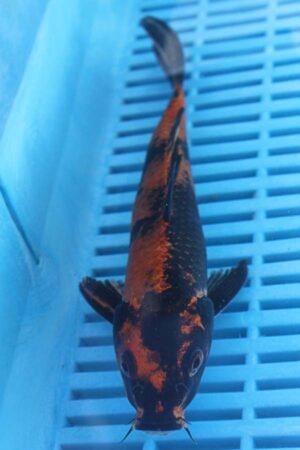 E004 Hi Utsuri 7to8in £55
