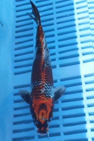E007 Kujaku 7to8in £55