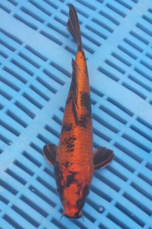 E020 Hi Utsuri 7to8in  £55
