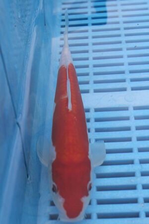 E021 Kikisui 7to8in £55