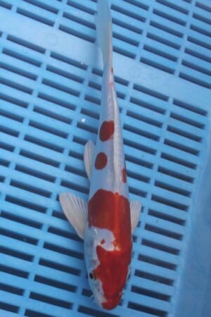 E023 Kikisui 7to8in £55