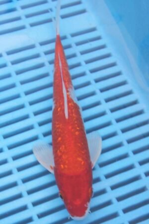E030 Gin Rin Kohaku 7to8in £55