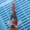 E132 Gin Rin Yamatonishki 7to8in £55