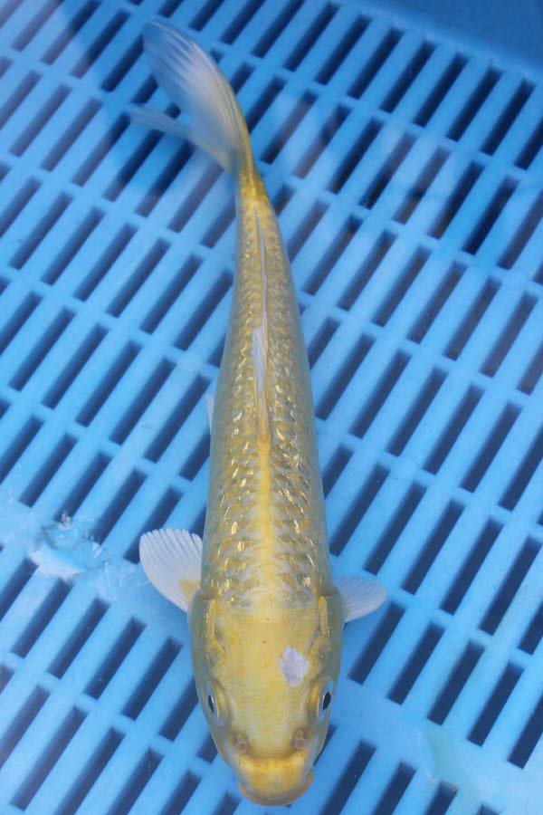 E156 Gin Rin Yambuki 7to8in £55 – Japanese Water Gardens