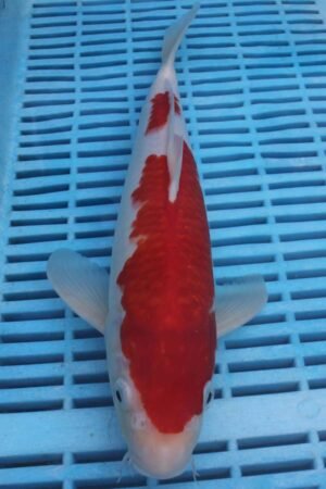 E204 Kohaku 10to12in £170