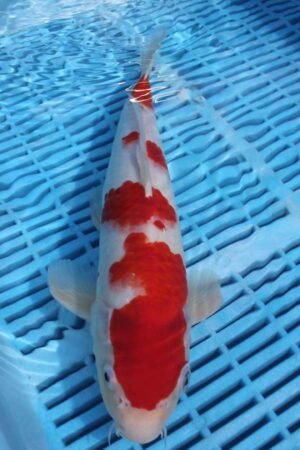 E215 Kohaku 10to12in £170