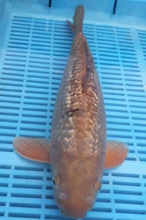 E217 Gin Rin Chagoi 12to14in £190