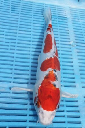 E222 Doitsu Yamatonishki 12to14in £190