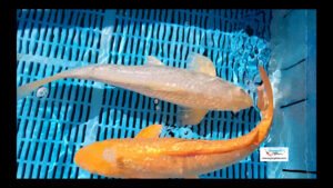 2 fish deal £525
