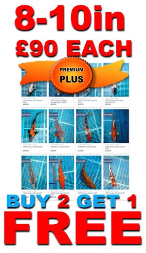 8-10in Premium Plus