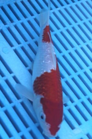 E239 Kohaku 7to8in £55