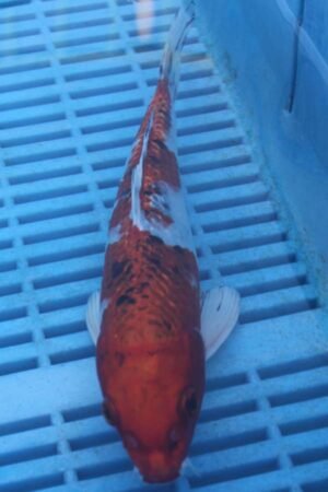 E242 Gin Rin Yamatonishki 7to8in £55