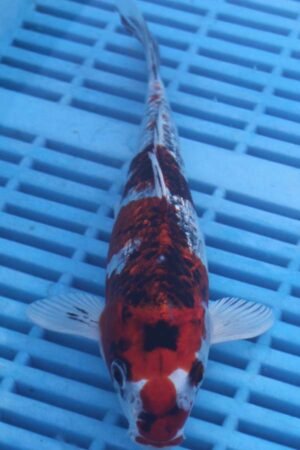 E246 Gin Rin Goshki 7to8in £55