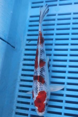 E256 Yamatonishki 7to8in £55