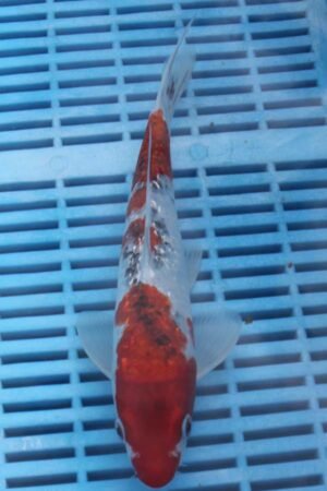 E262 Gin Rin Sanke 8to10in £99