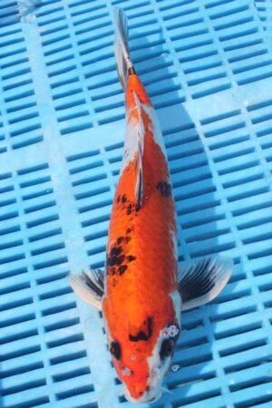 E285 Doitsu Showa 10to12in £170