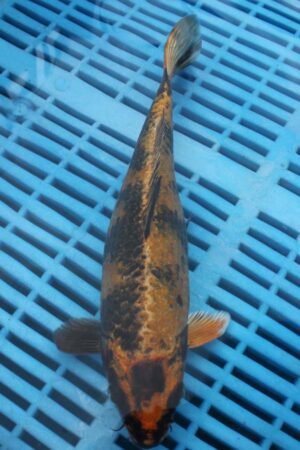 E291 Kin Ki Utsuri 7to8in £55