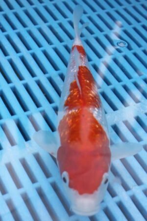 E296 Kohaku 7to8in £55