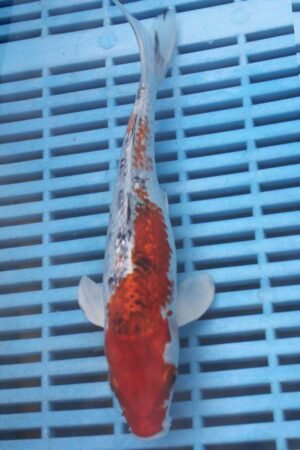 E297 Gin Rin Yamatonishki 7to8in £55