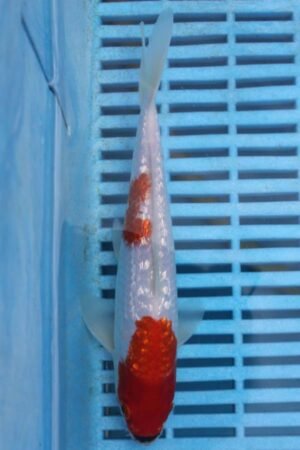 E306 Gin Rin Kohaku 7to8in £55