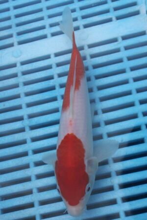E314 Kohaku 7to8in £55