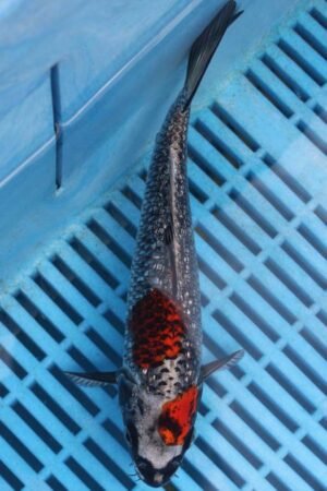 E318 Gin Rin Kujaku 7to8in £55