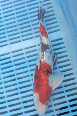 E325 Gin Rin Sanke 8to10in £99