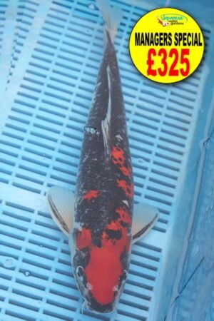 E326 Goshki 14to16in £325