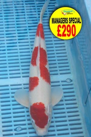 E327 Kohaku 14to16in £290