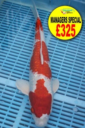 E328 Gin Rin Kohaku 14to16in £325