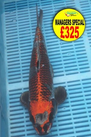 E329 Kujaku 14to16in £325
