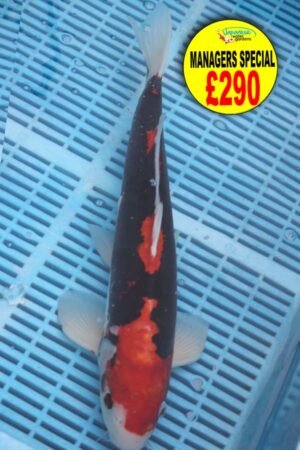 E330 Beni Kumonryu 14to16in £290