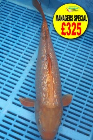 E331 Gin Rin Chagoi 14to16in £325