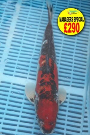 E334 Goshki 14to16in £290