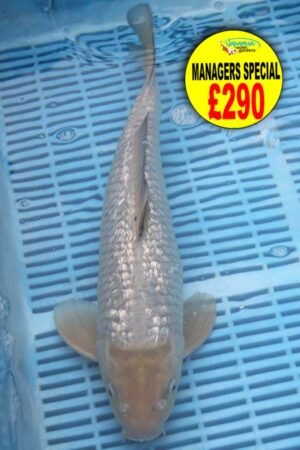 E332 Gin Rin Chagoi 14to16in £290