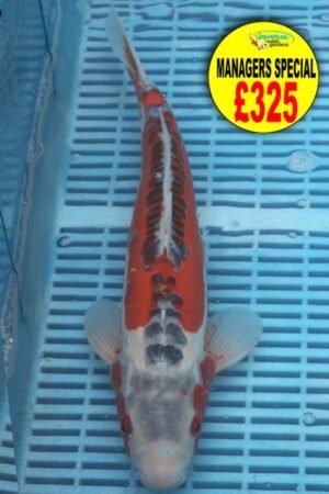 E333 Shusui 14to16in £325