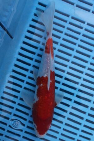 E344 Gin Rin Kohaku 8to10in £90