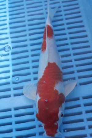 E348 Kohaku 8to10in £90